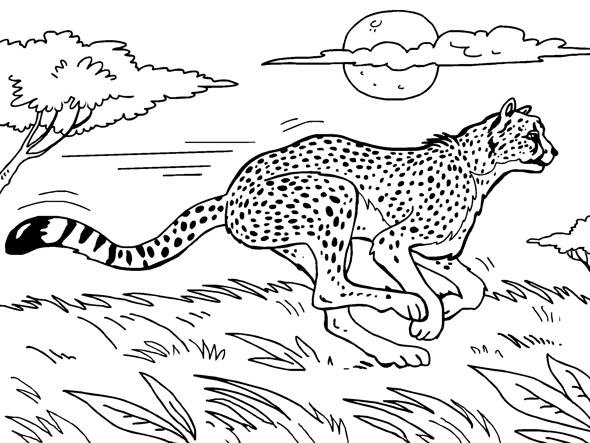 Азиатский гепард раскраска