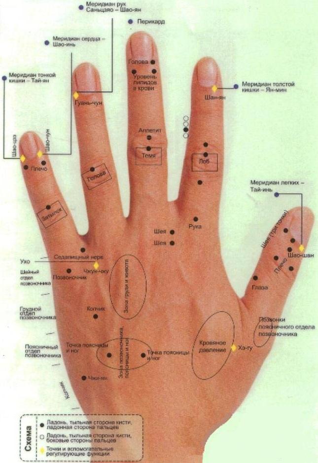 Акупунктура ладони схема
